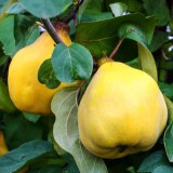 Бабье лето_0x160 Наш сад